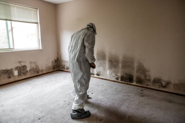 Mold Removal Process in Graymoor Devondale, KY